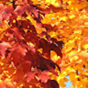 Meet your Posher, Deelyn